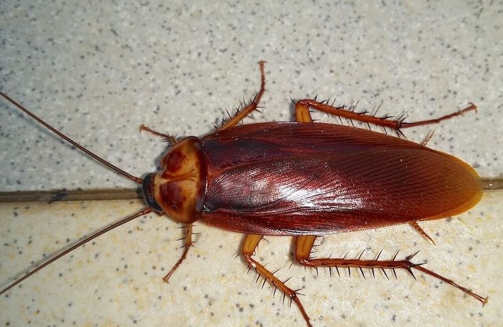 pest cockroach control